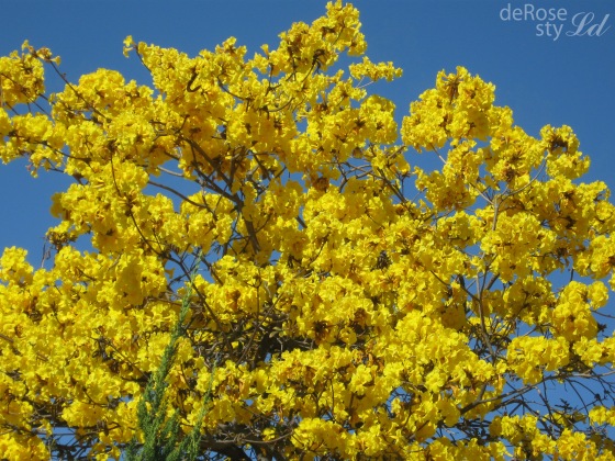 deRose styld_spring_yellow flower tree